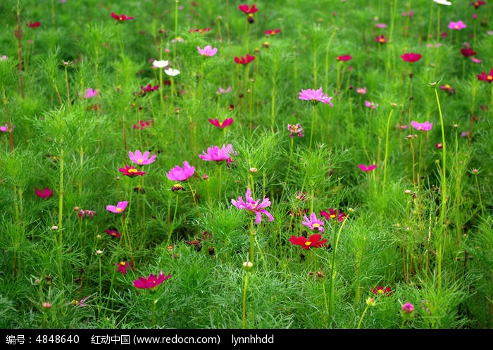 四月园林苗木养护要点及注意事项(图1)